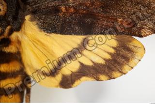 Death-head Hawkmoth - Acherontia atropos 0014